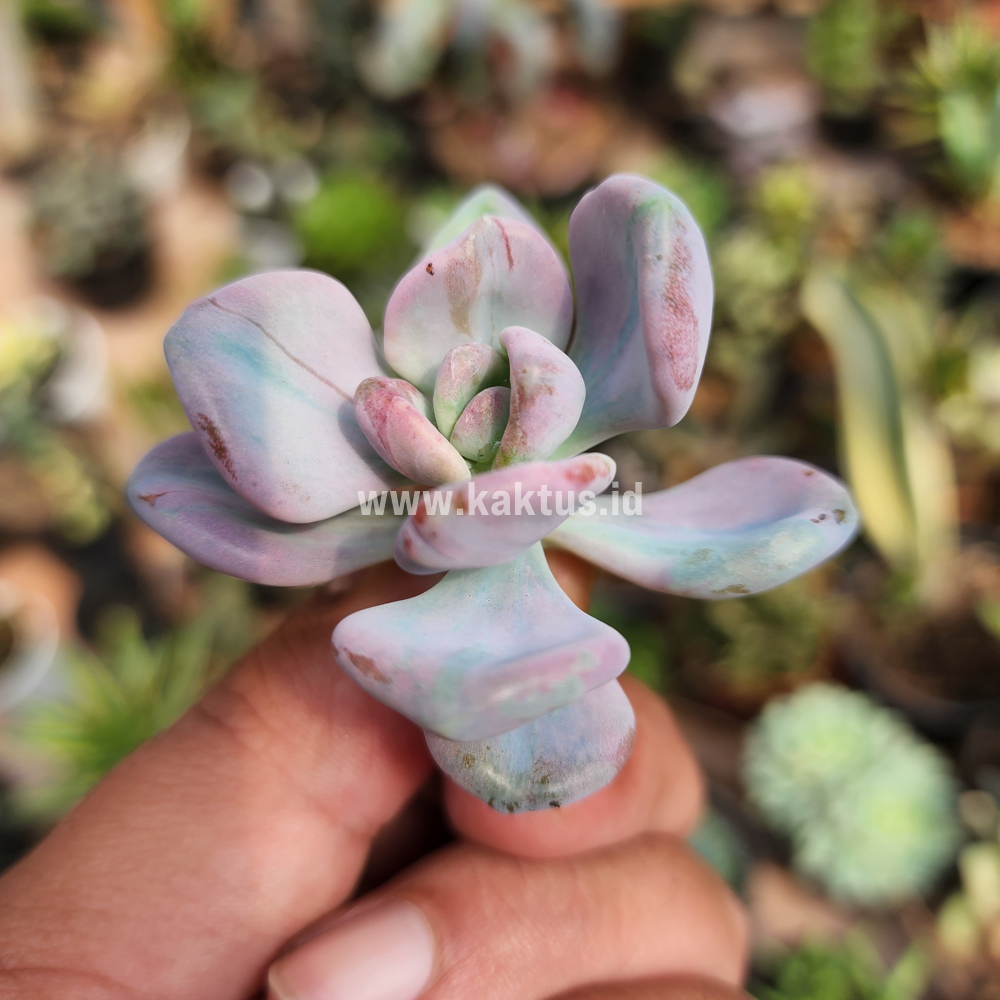 786. Pachyveria Pink Candy - Image 2