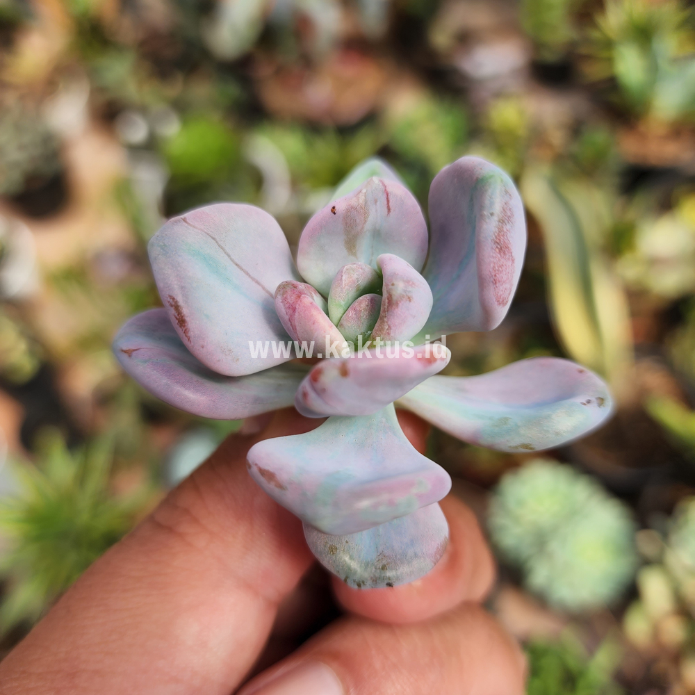 786. Pachyveria Pink Candy - Image 8