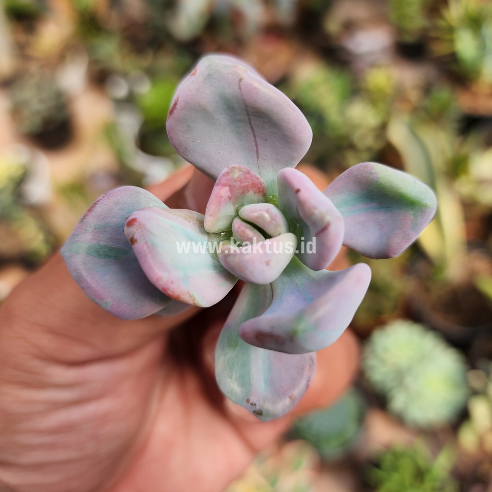 786. Pachyveria Pink Candy - Image 7