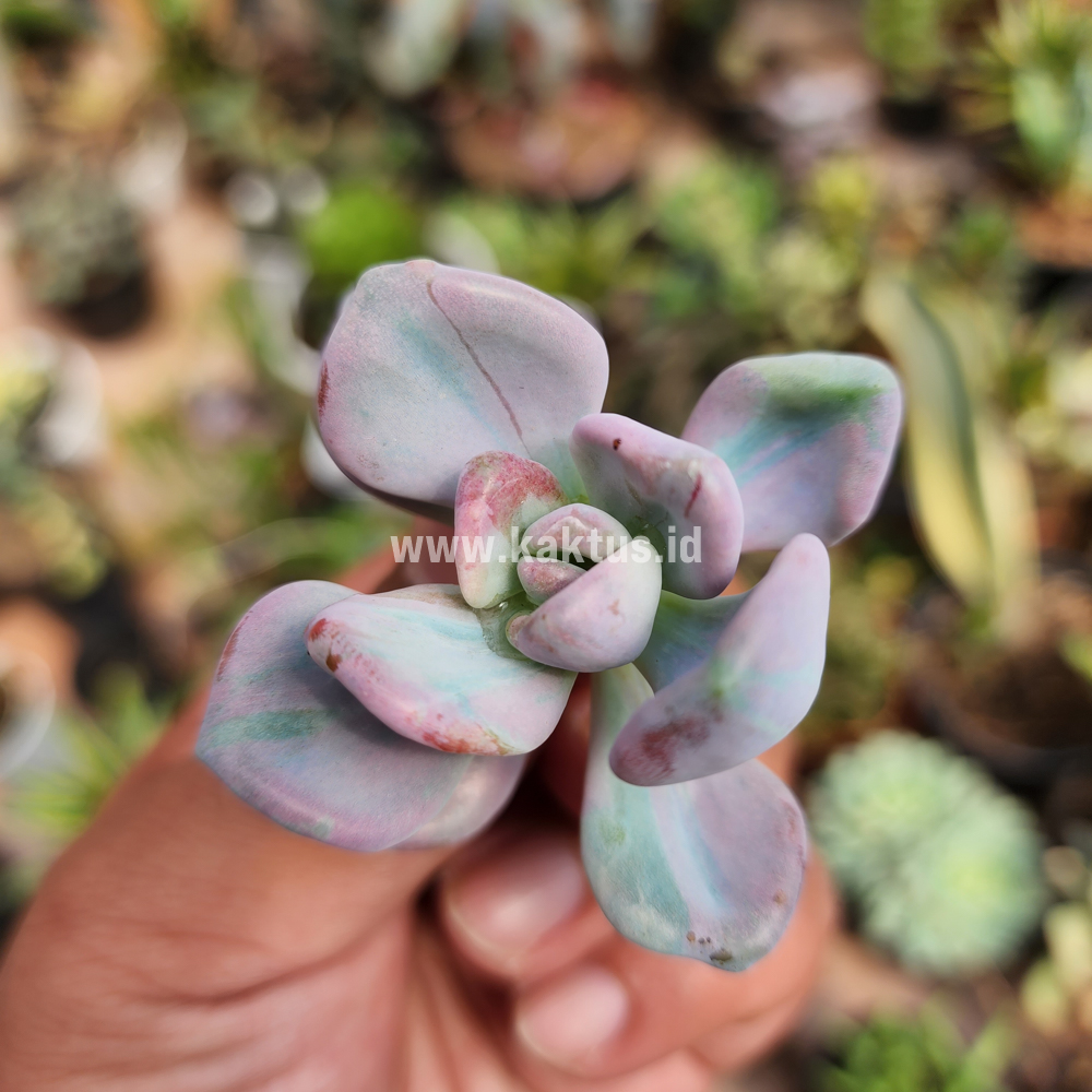 786. Pachyveria Pink Candy - Image 9