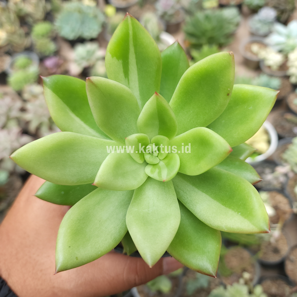 787. Echeveria Agavoides Miranda Silver Variegated - Image 3