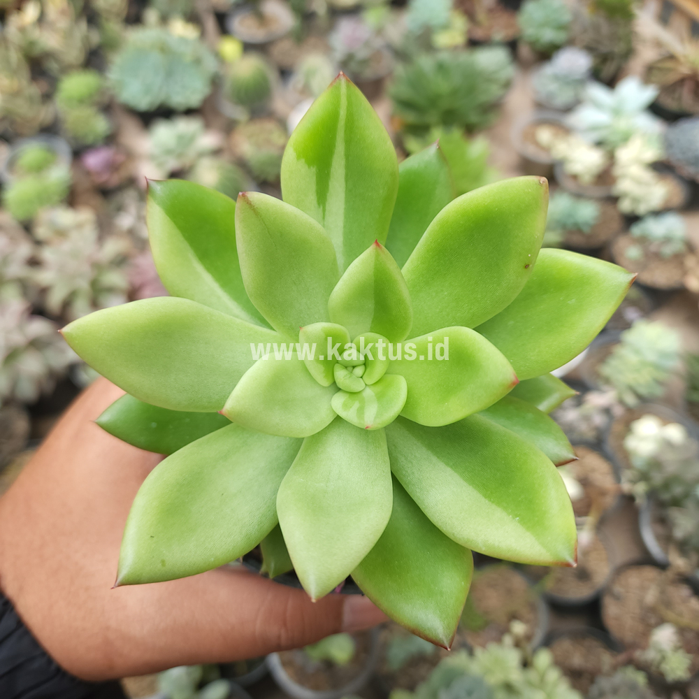 787. Echeveria Agavoides Miranda Silver Variegated - Image 4