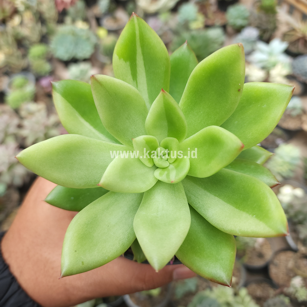 787. Echeveria Agavoides Miranda Silver Variegated - Image 6