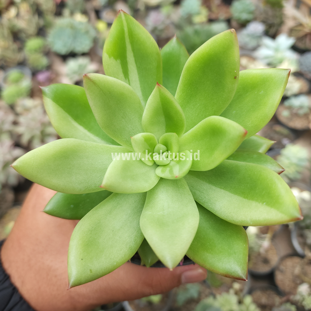 787. Echeveria Agavoides Miranda Silver Variegated - Image 7