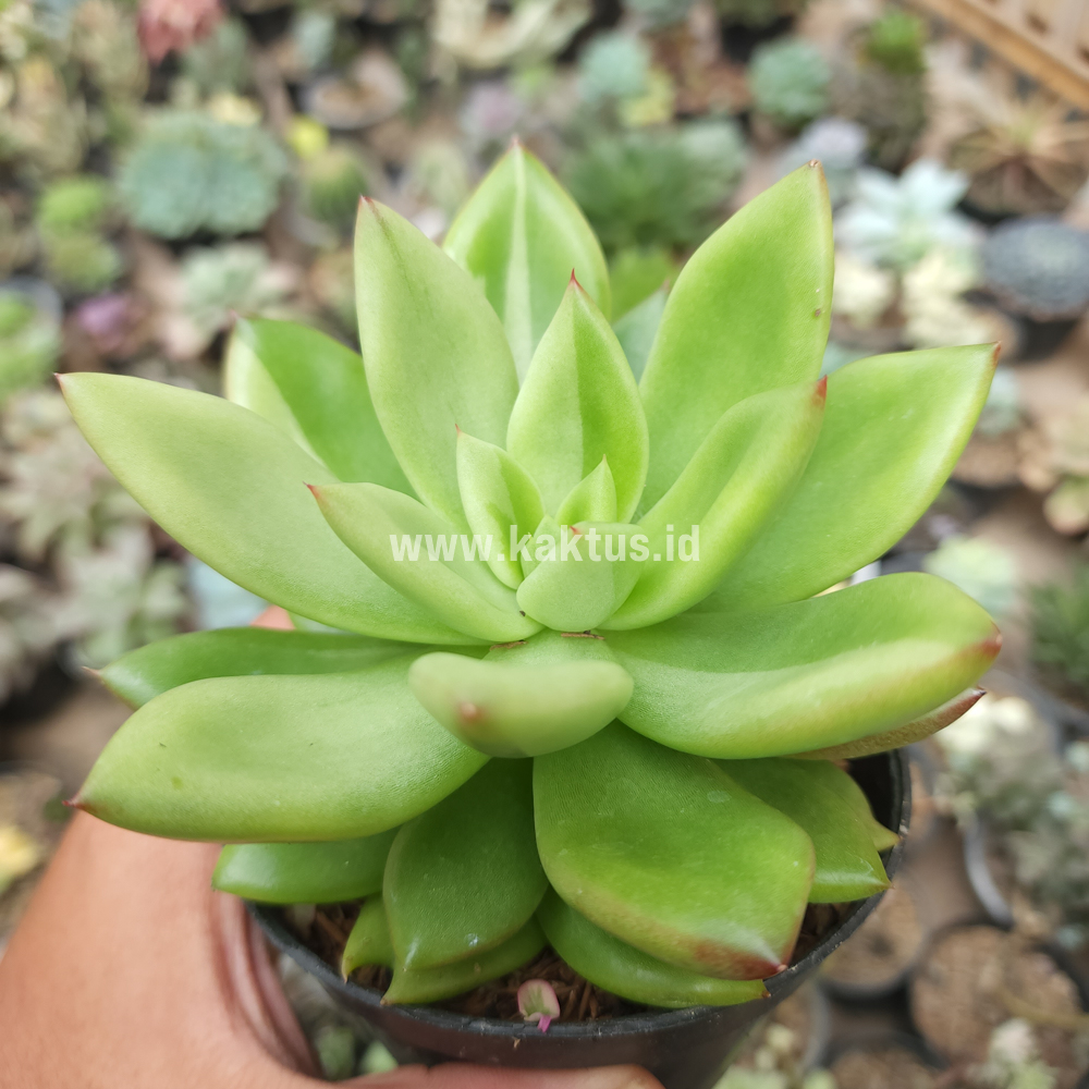 787. Echeveria Agavoides Miranda Silver Variegated - Image 8