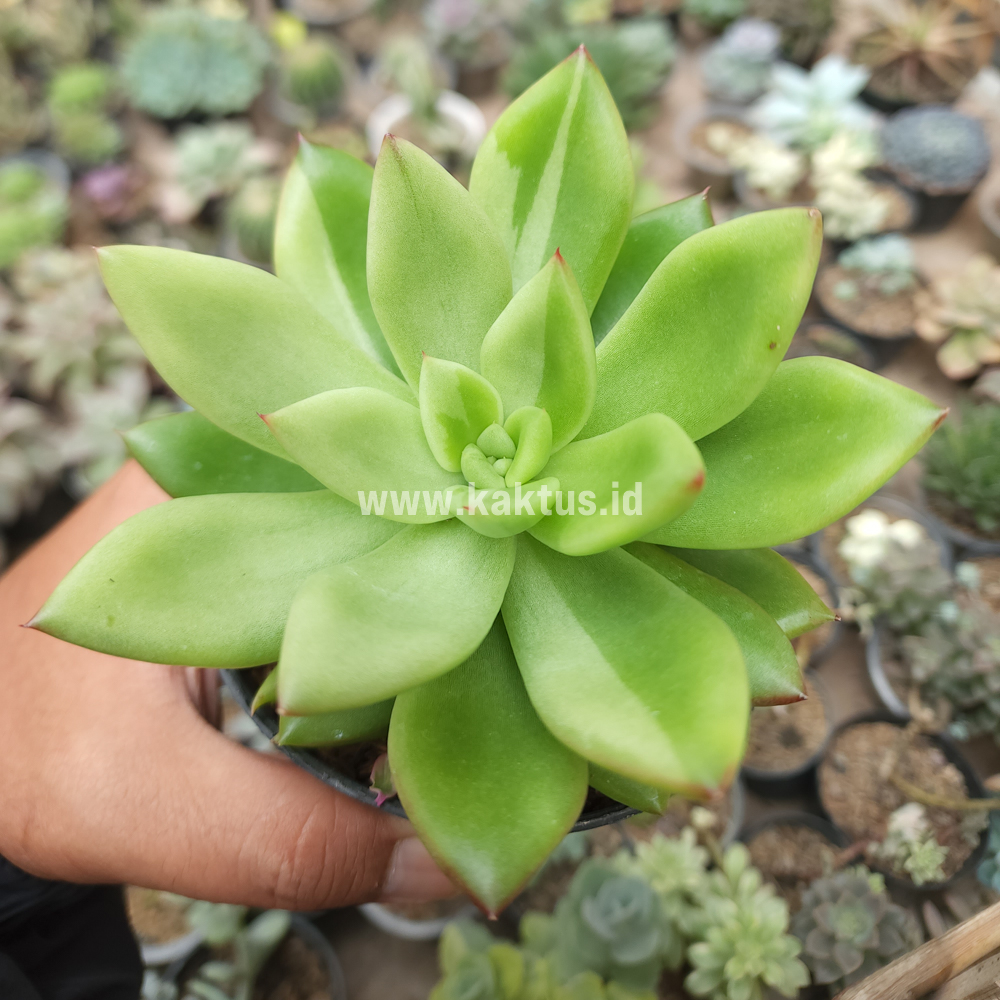 787. Echeveria Agavoides Miranda Silver Variegated - Image 2