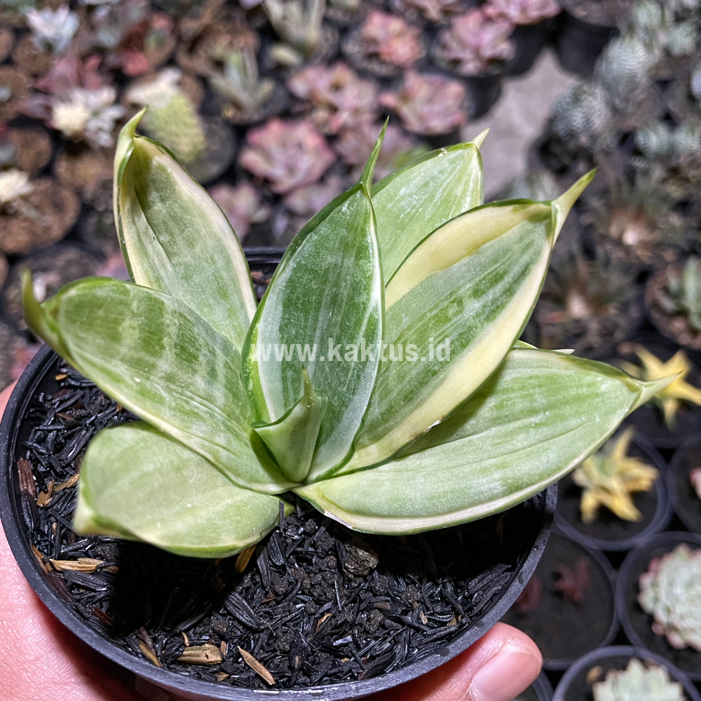 790. Sansevieria Silver Hahii Silver Cream - Image 3