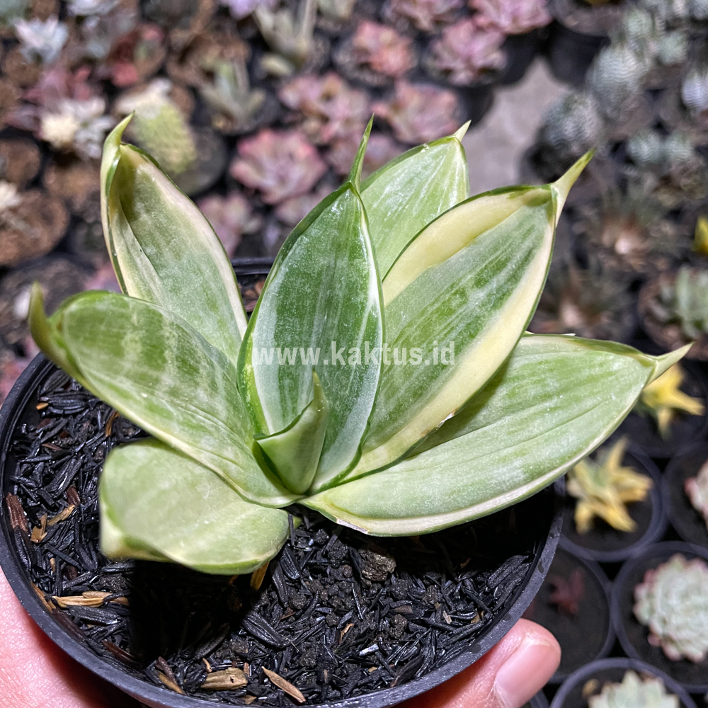 790. Sansevieria Silver Hahii Silver Cream - Image 2