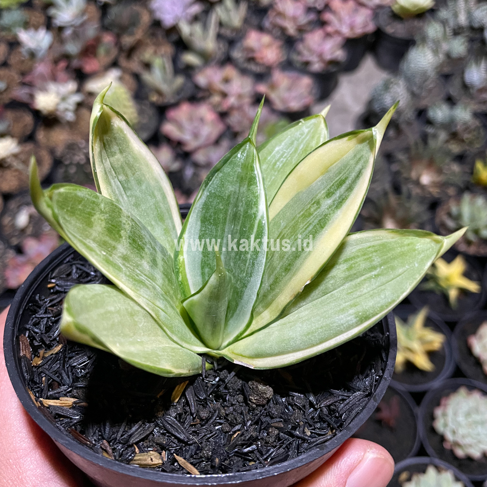 790. Sansevieria Silver Hahii Silver Cream - Image 4