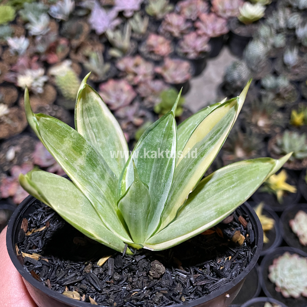790. Sansevieria Silver Hahii Silver Cream - Image 5