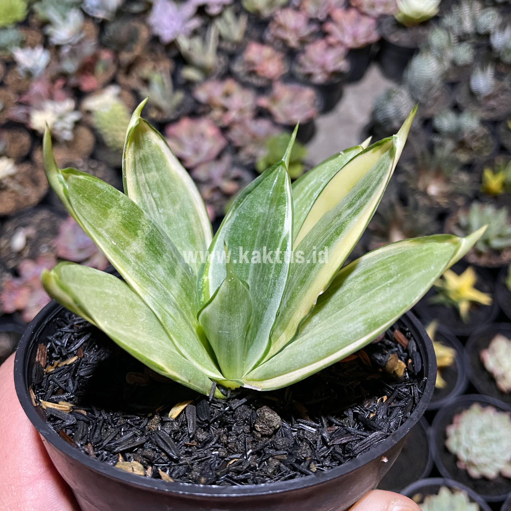 790. Sansevieria Silver Hahii Silver Cream - Image 6