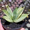 790. Sansevieria Silver Hahii Silver Cream
