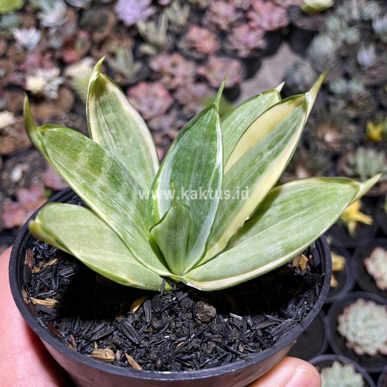 790. Sansevieria Silver Hahii Silver Cream