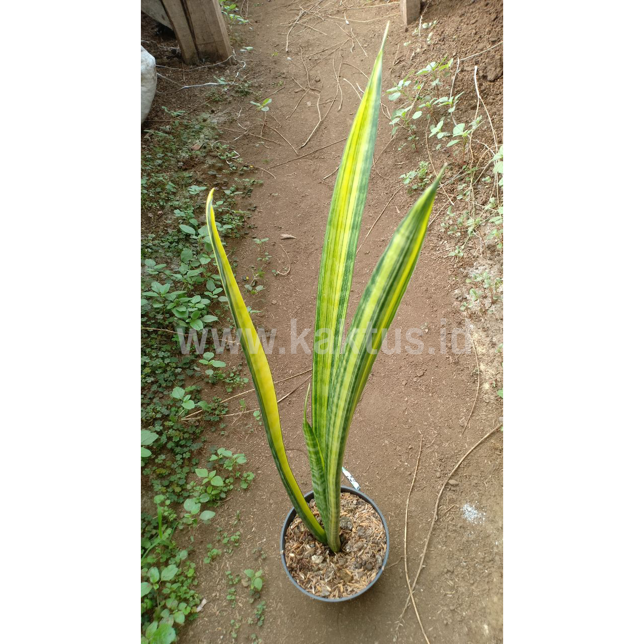792. Sansevieria Parva Stick Variegated Size 60 Cm - Image 4