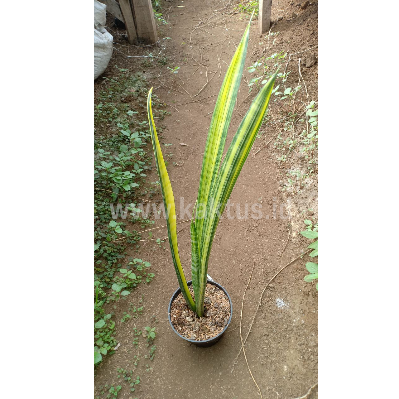 792. Sansevieria Parva Stick Variegated Size 60 Cm - Image 2