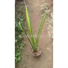 792. Sansevieria Parva Stick Variegated Size 60 Cm