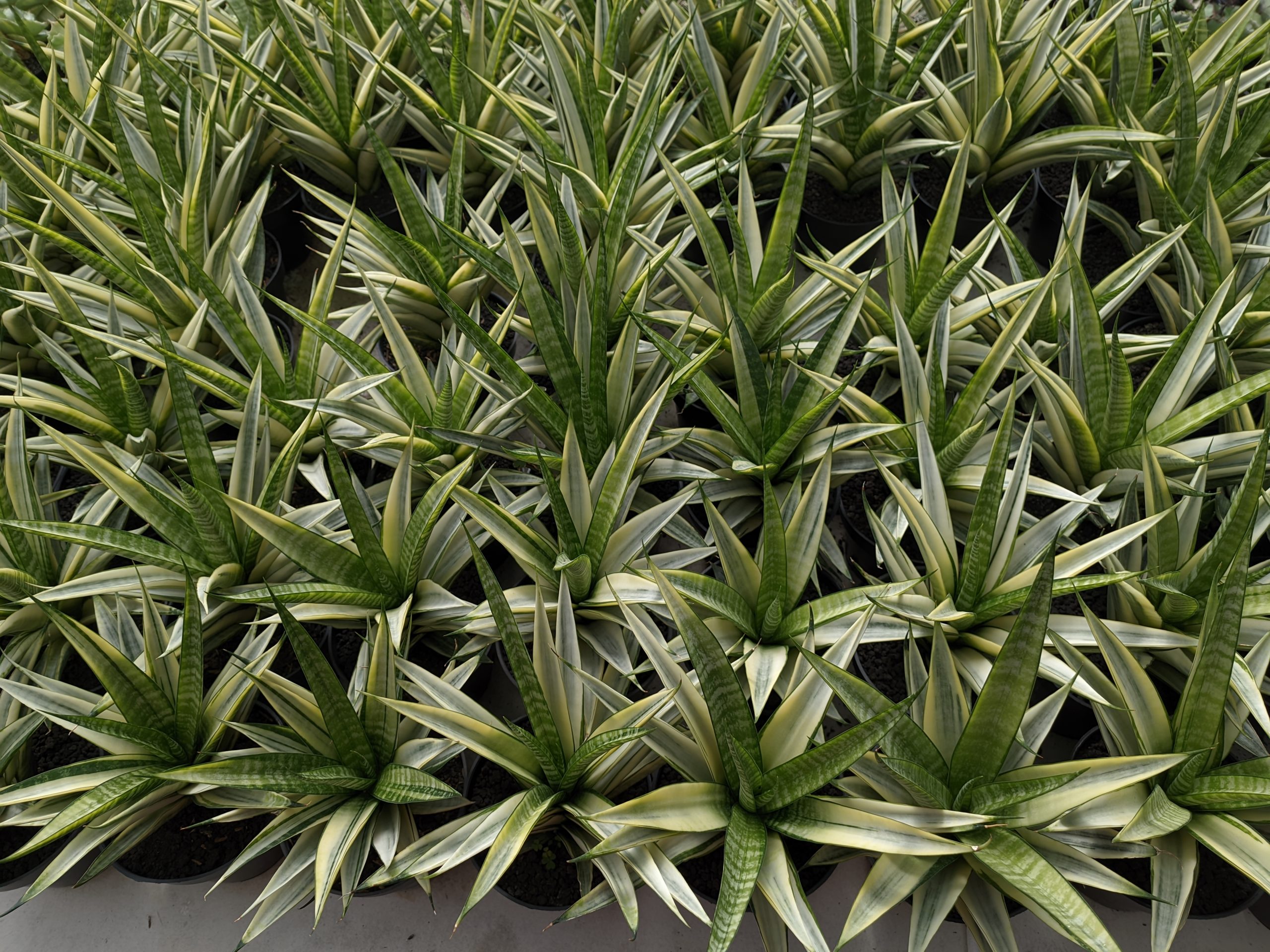 794. Sansevieria Cordova White Variegated - Image 2