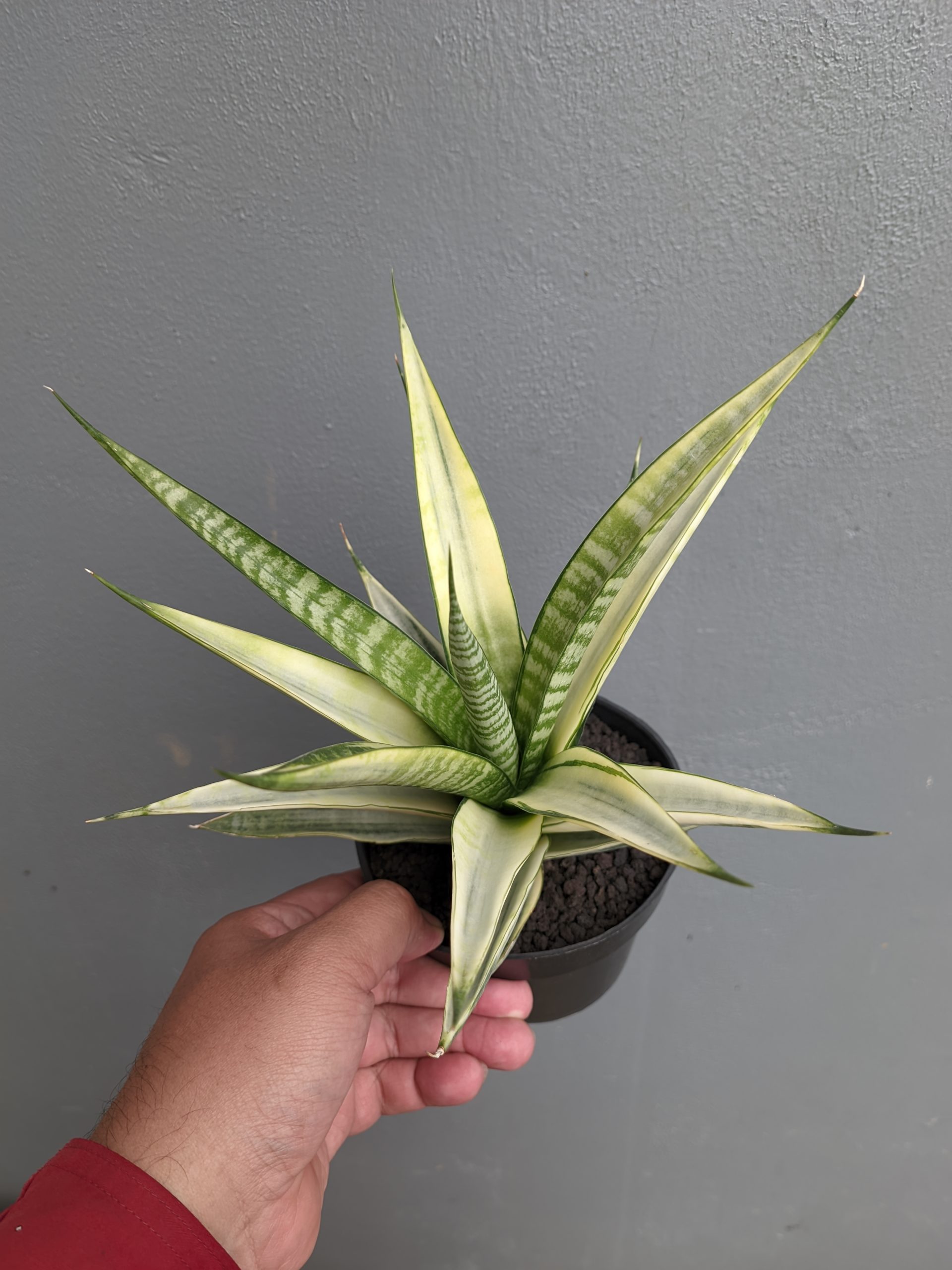 794. Sansevieria Cordova White Variegated - Image 3