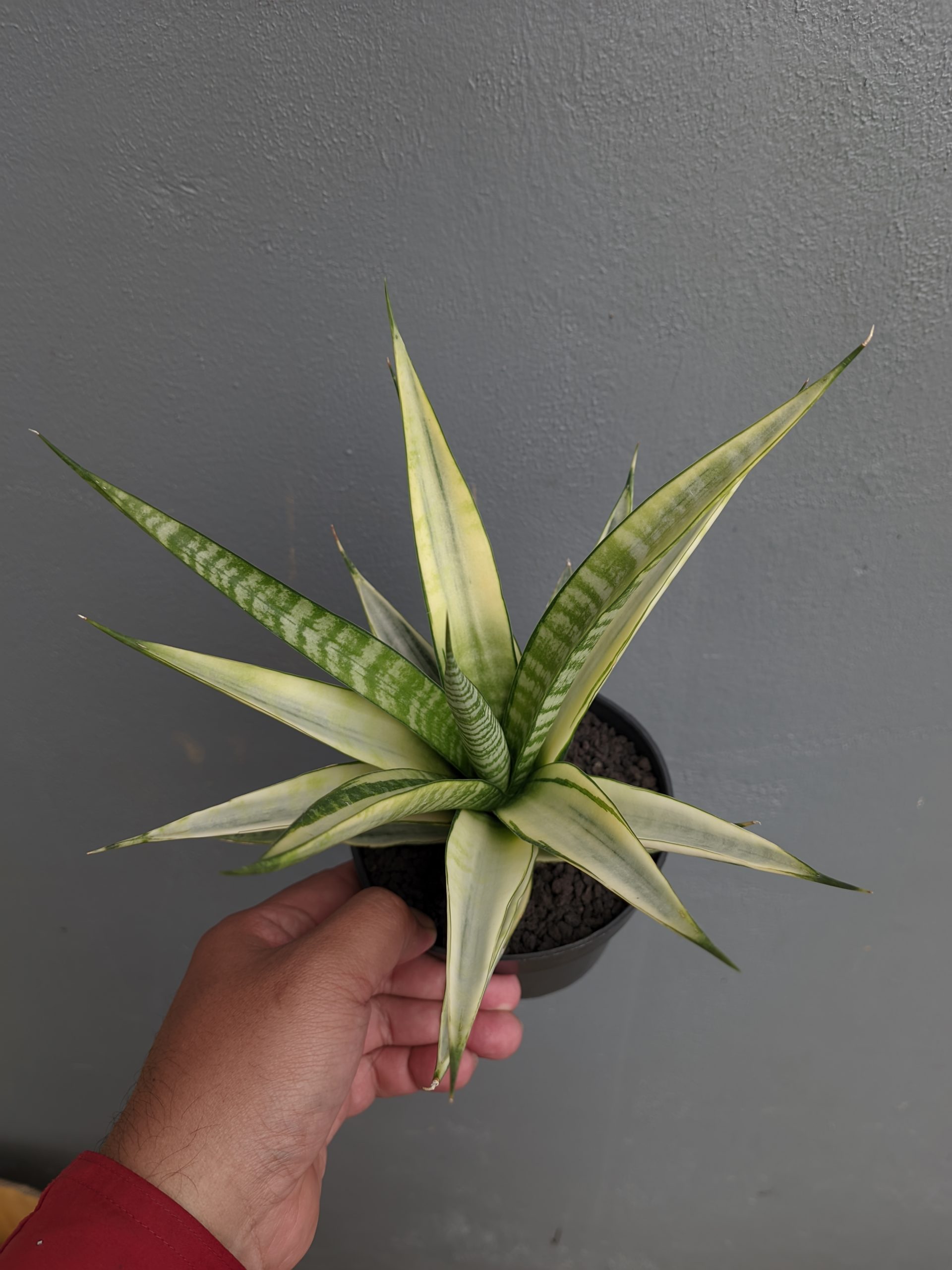 794. Sansevieria Cordova White Variegated - Image 4