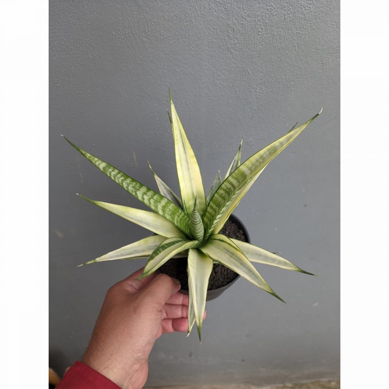 794. Sansevieria Cordova White Variegated