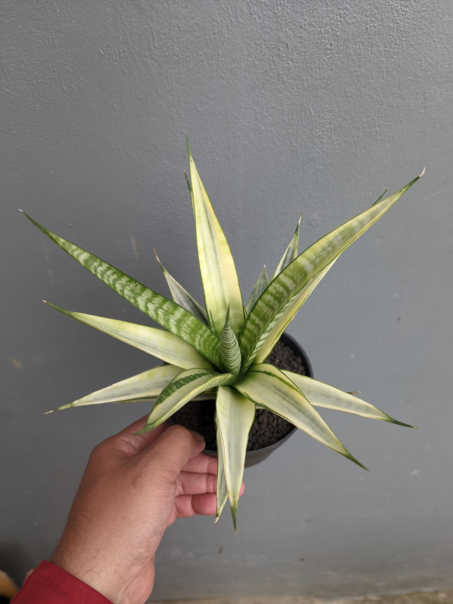 794. Sansevieria Cordova White Variegated - Image 5