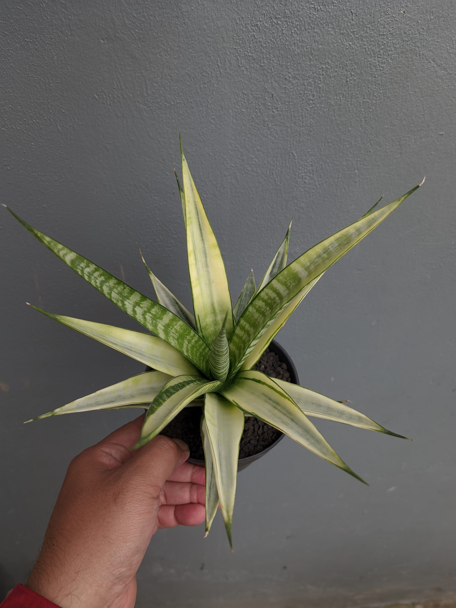 794. Sansevieria Cordova White Variegated - Image 6