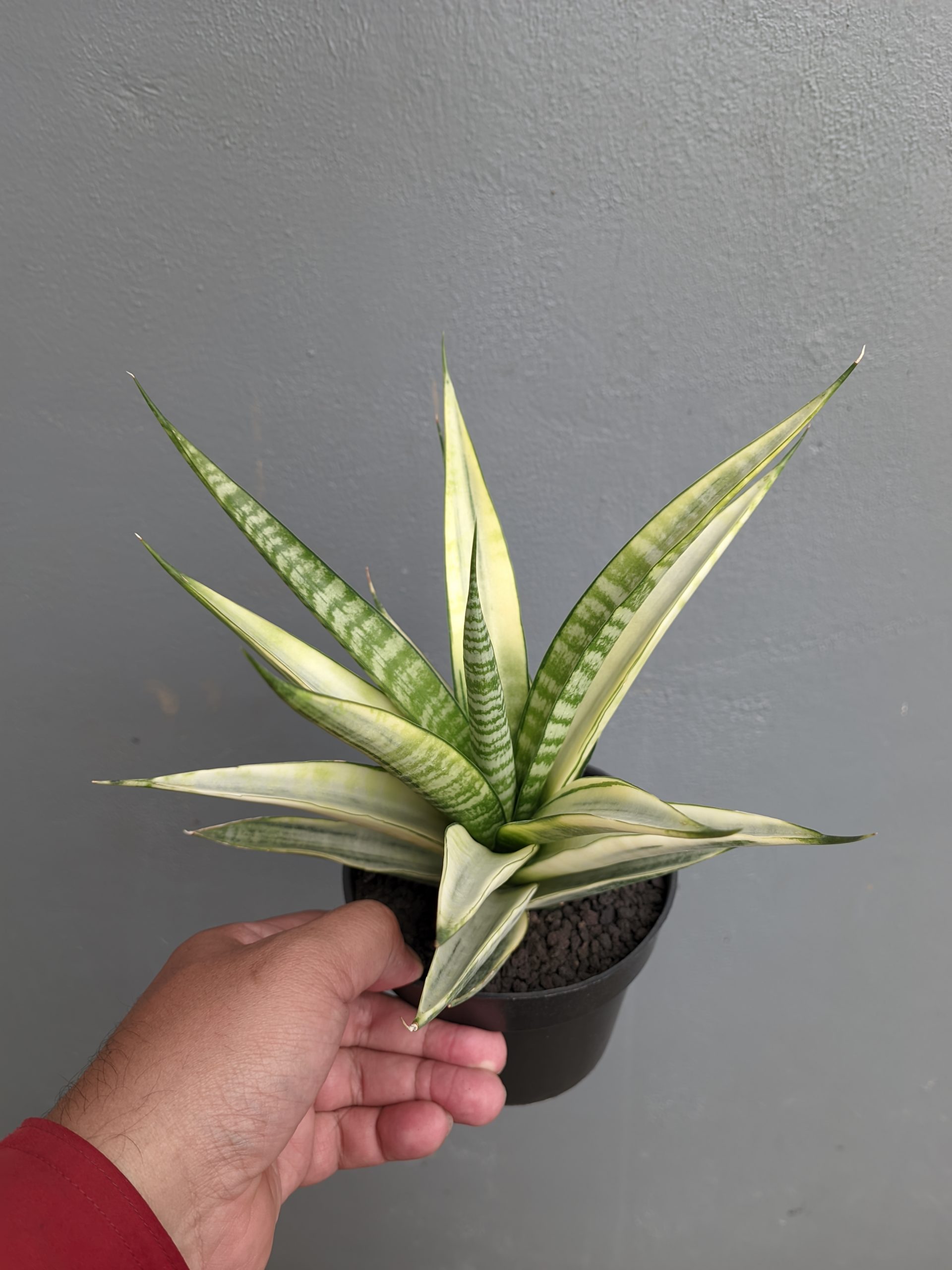 794. Sansevieria Cordova White Variegated - Image 7