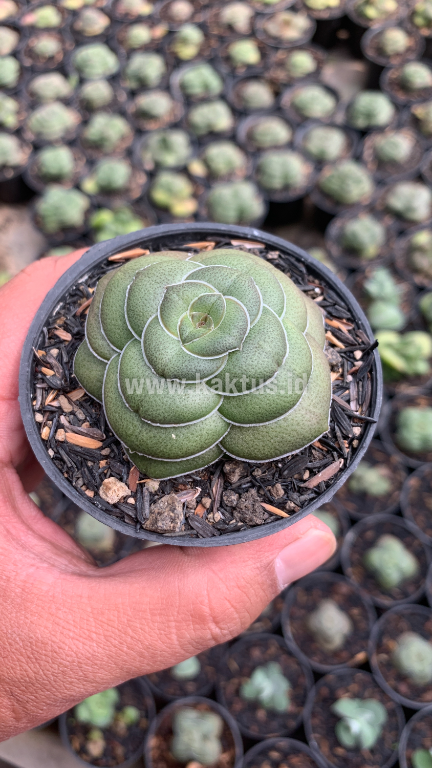 795. Crassula Hemisphaerica - Image 3