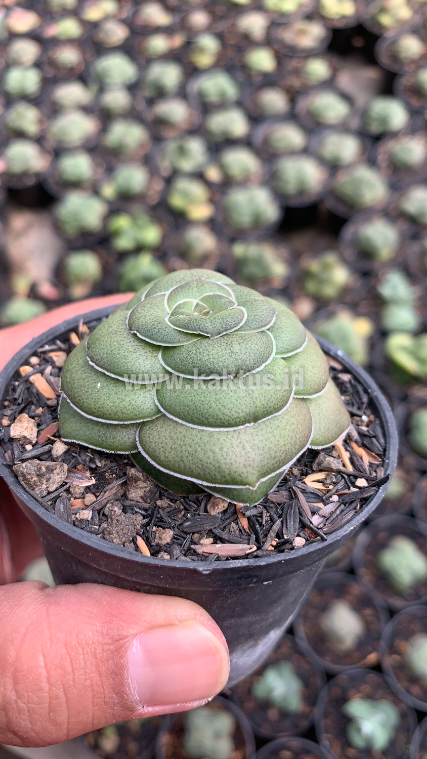 795. Crassula Hemisphaerica - Image 4