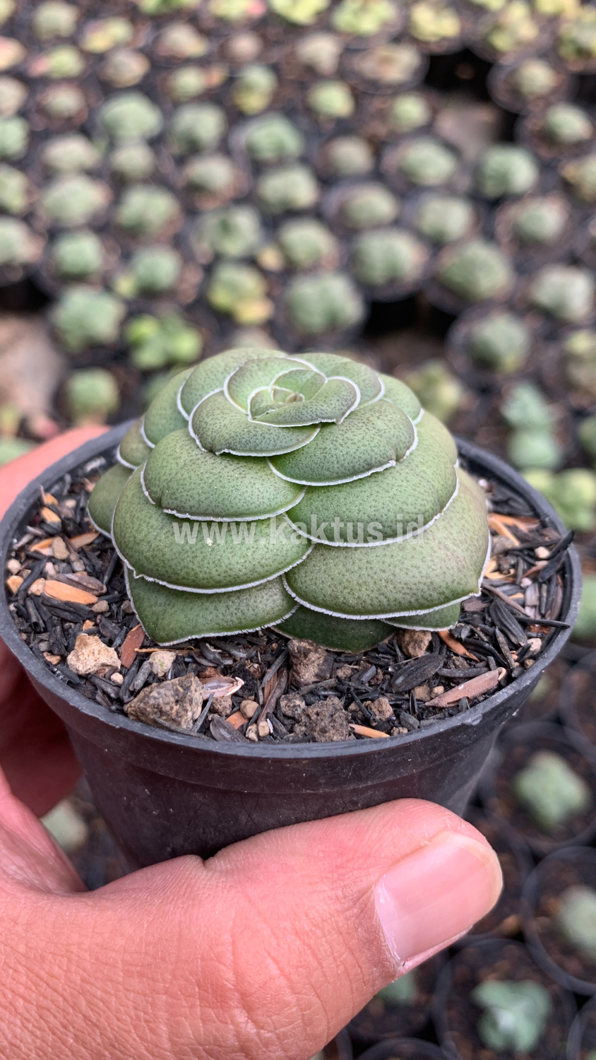 795. Crassula Hemisphaerica - Image 5