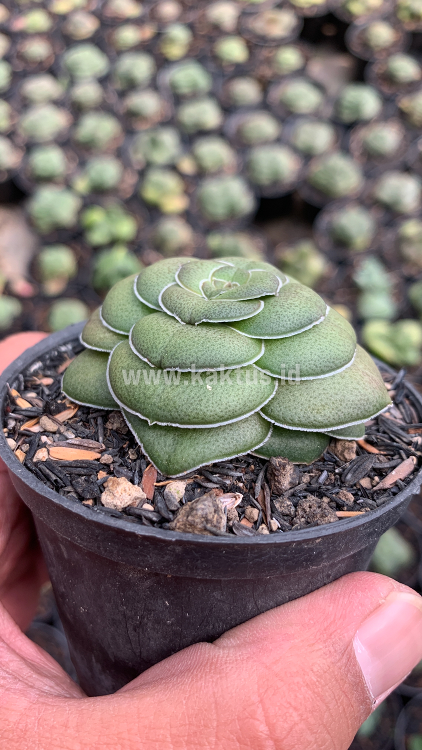795. Crassula Hemisphaerica - Image 6