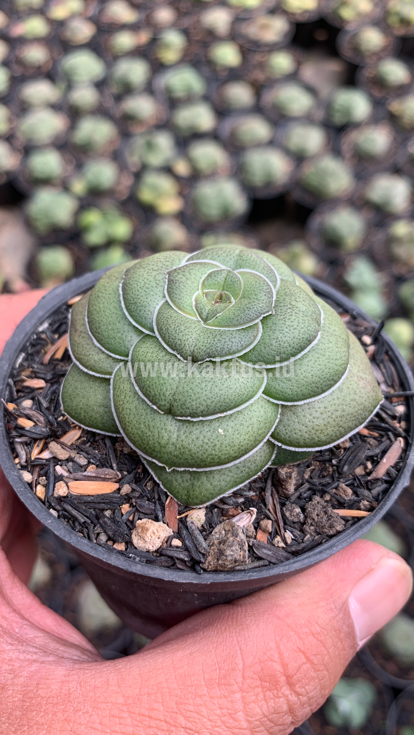 795. Crassula Hemisphaerica - Image 7