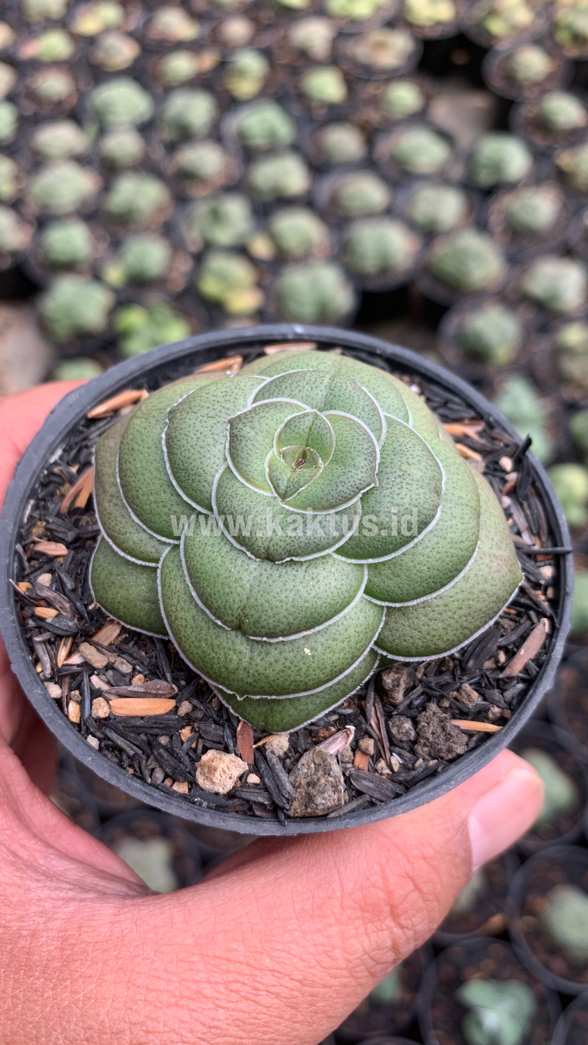 795. Crassula Hemisphaerica - Image 9