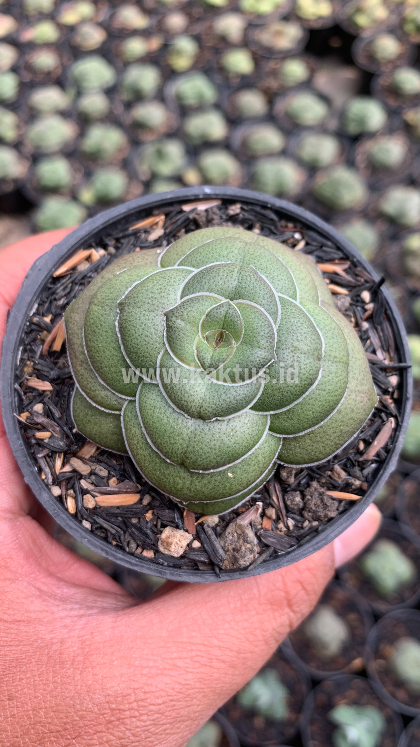795. Crassula Hemisphaerica - Image 10