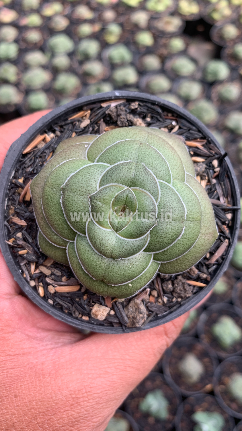 795. Crassula Hemisphaerica - Image 2