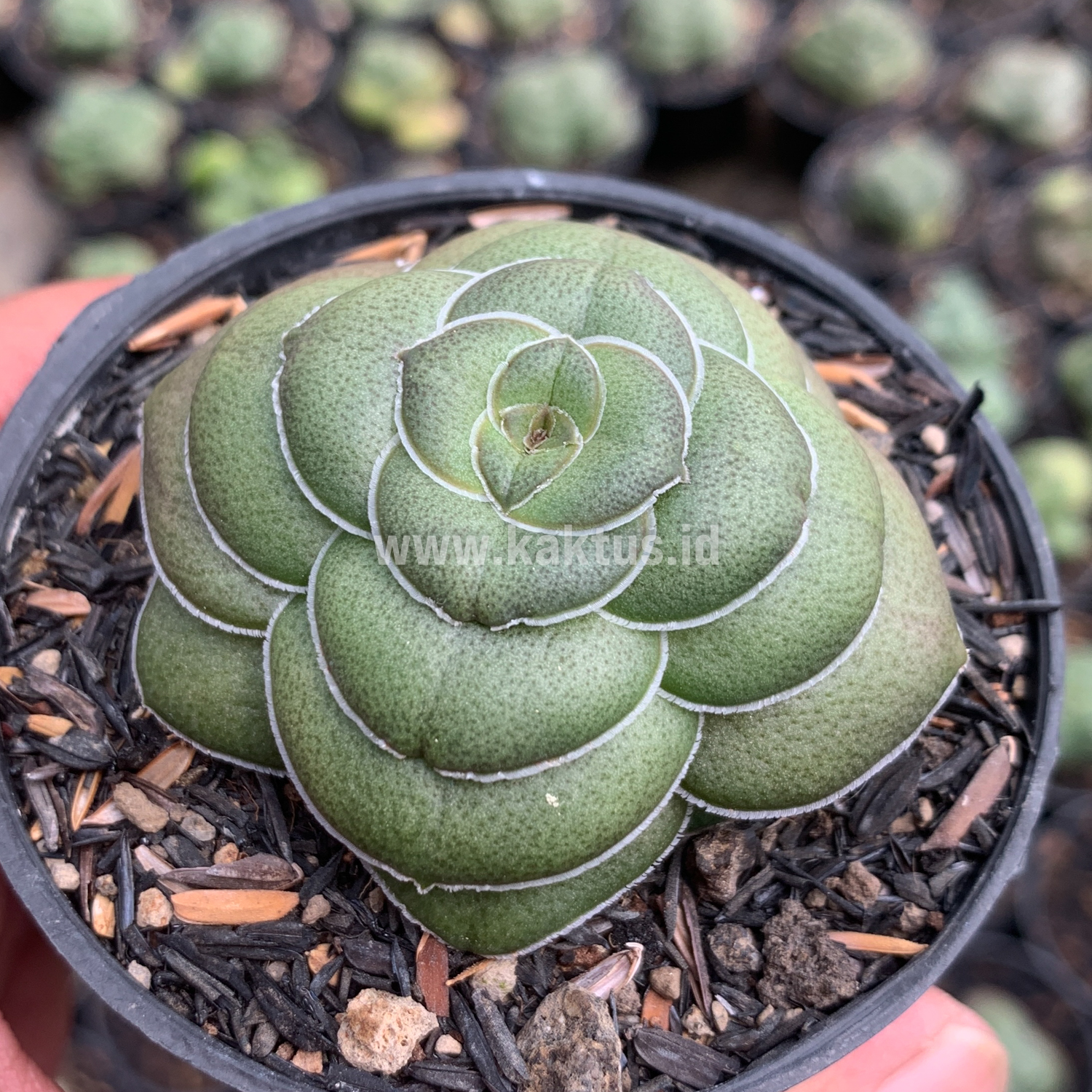 795. Crassula Hemisphaerica - Image 8