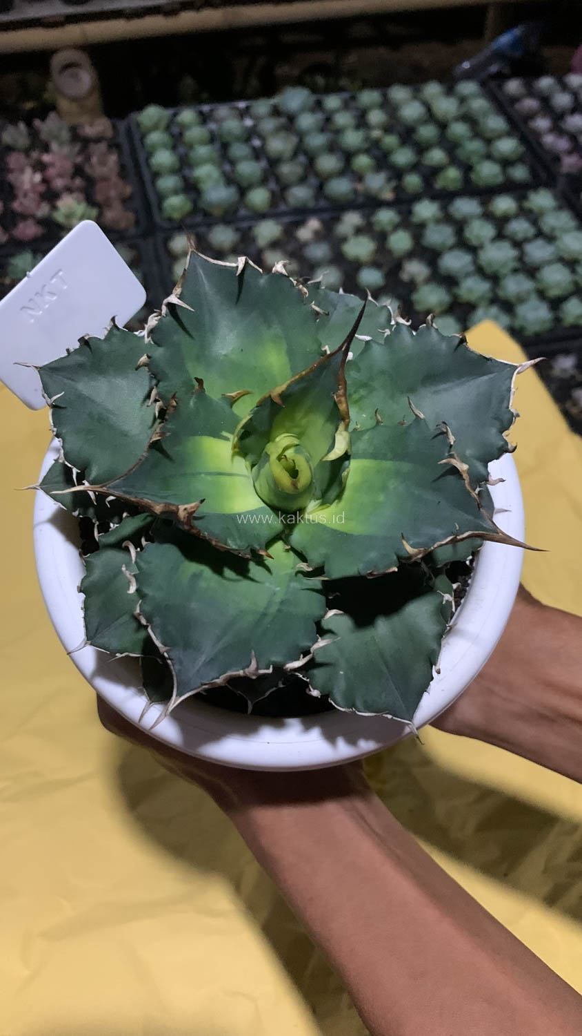 796. Agave Solar Eclipse Size 12 Cm - Image 11