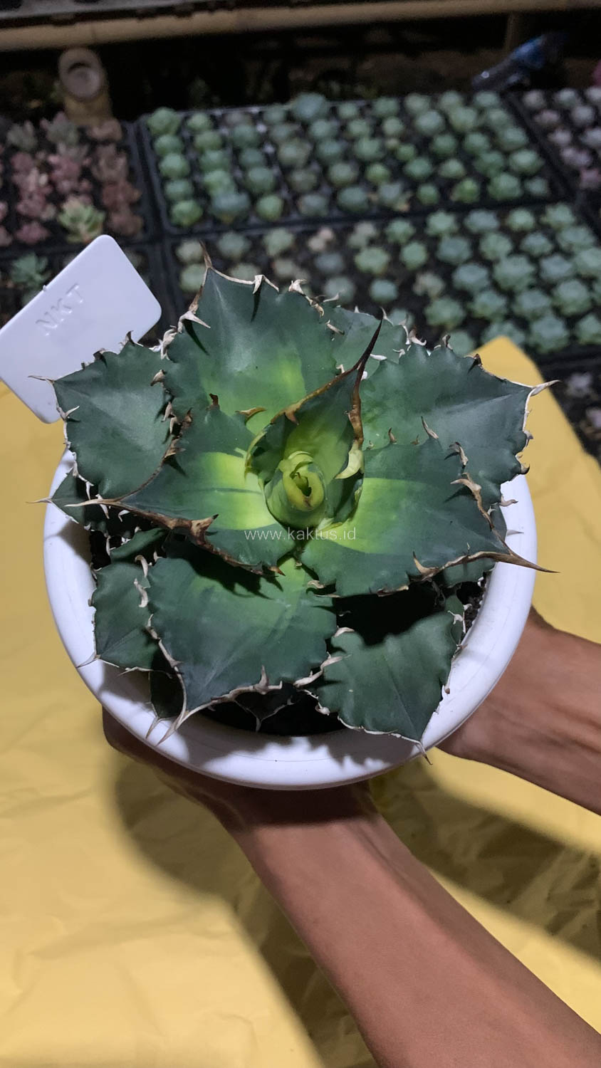 796. Agave Solar Eclipse Size 12 Cm - Image 10