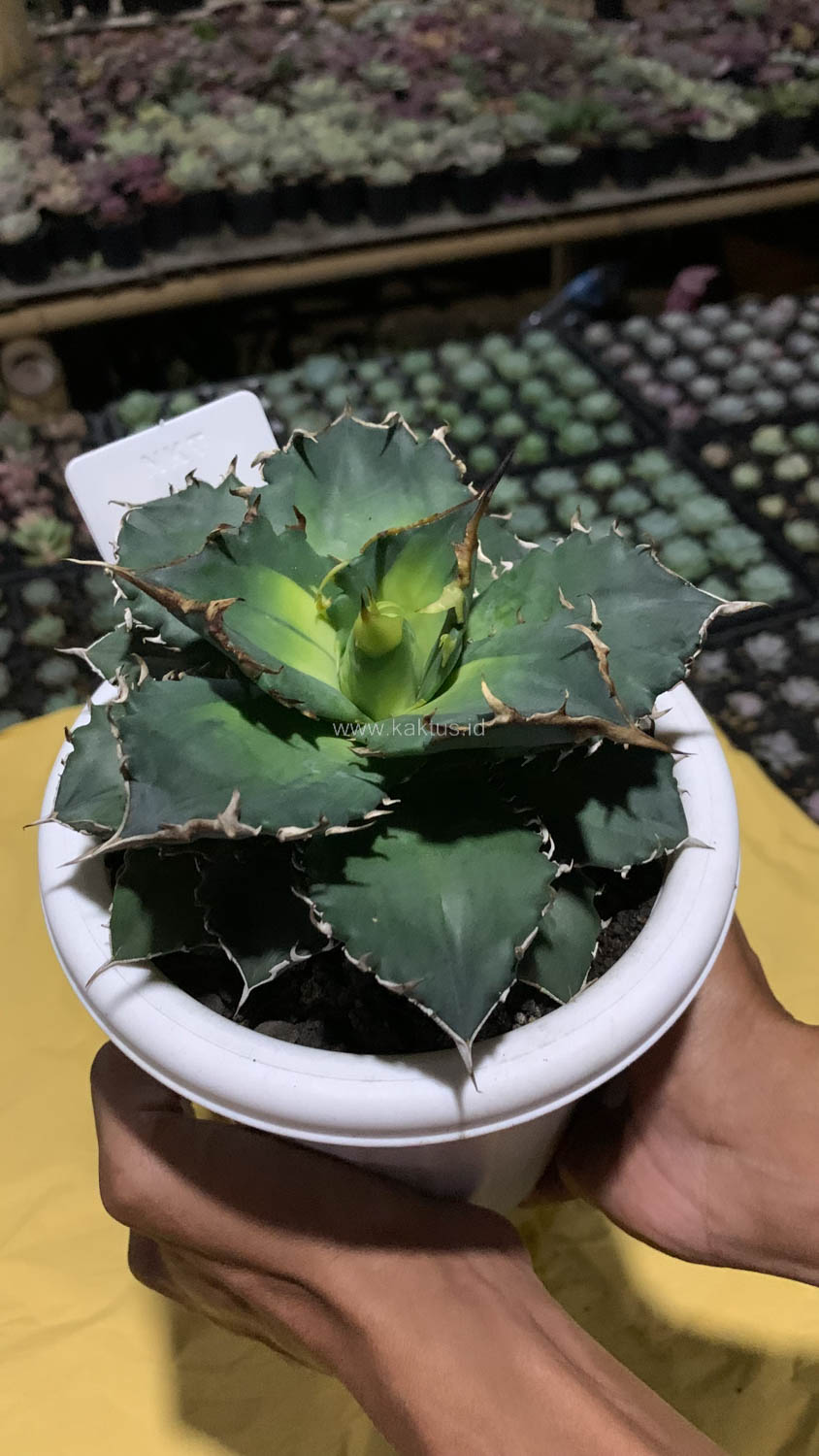 796. Agave Solar Eclipse Size 12 Cm - Image 9