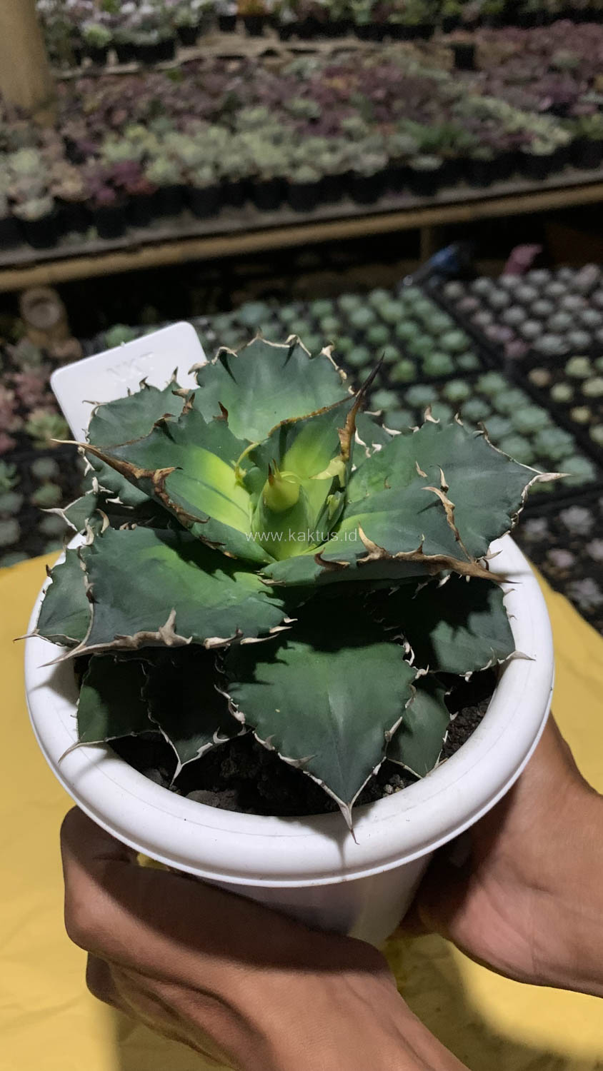 796. Agave Solar Eclipse Size 12 Cm - Image 8