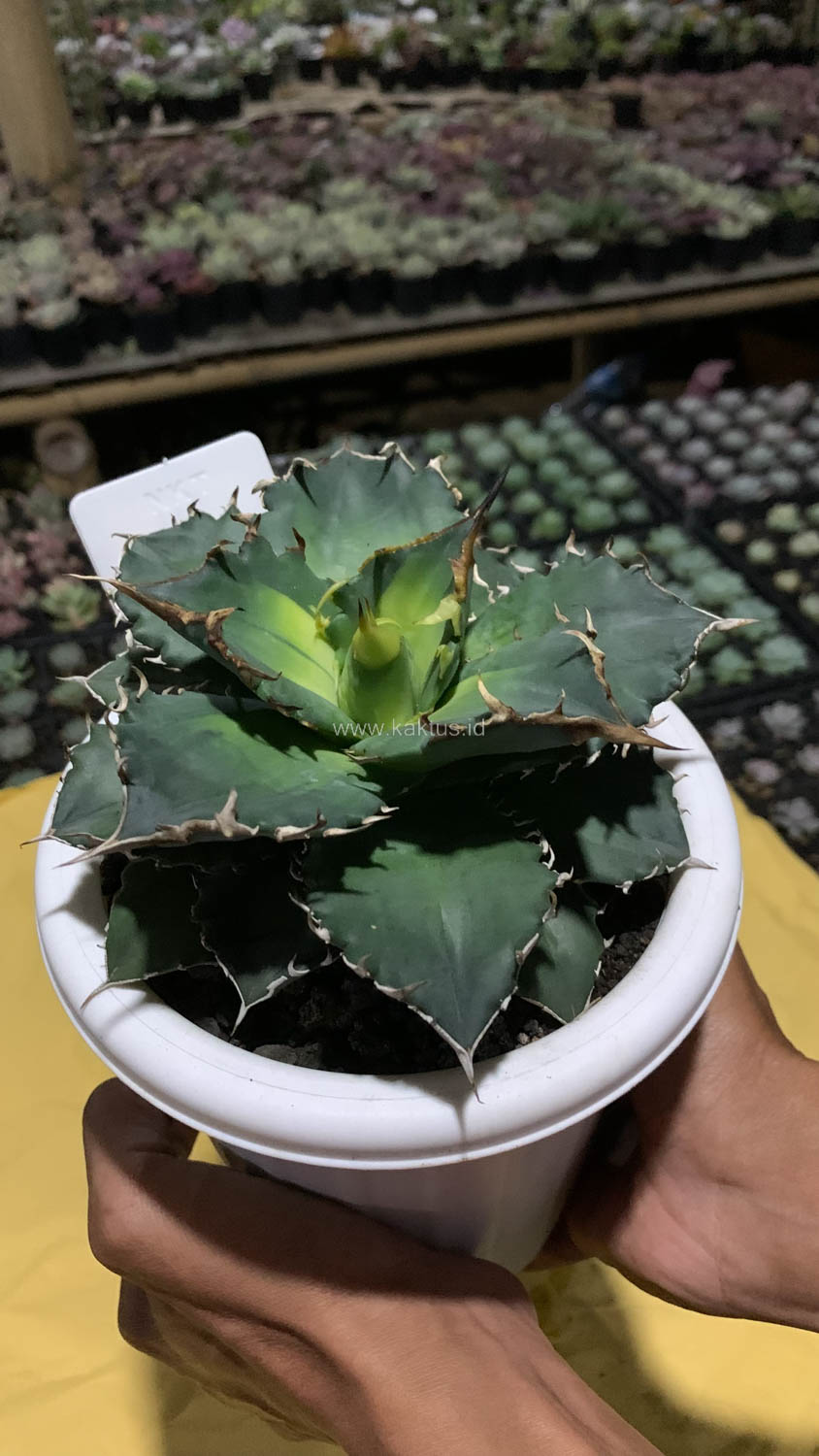 796. Agave Solar Eclipse Size 12 Cm - Image 7