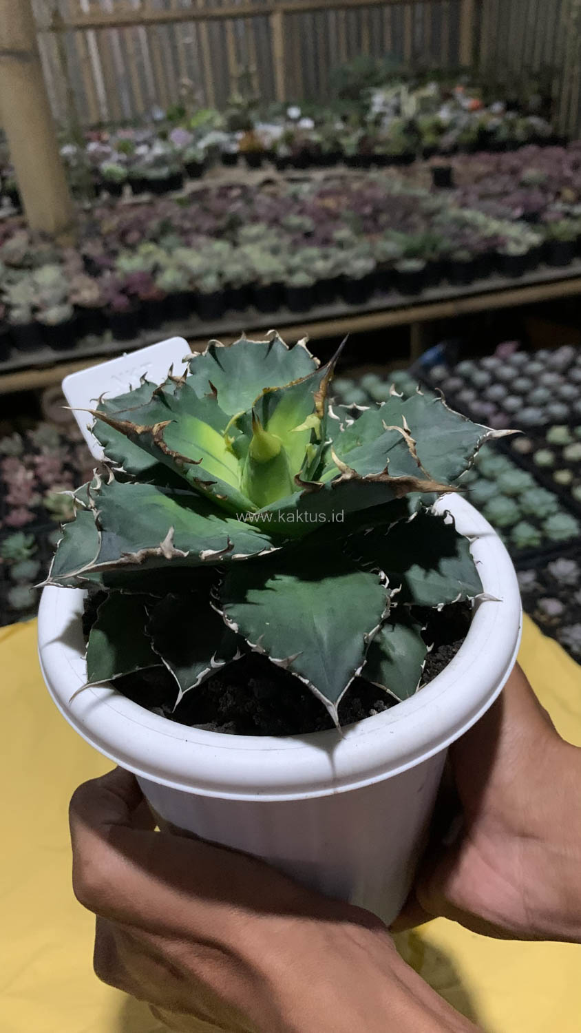 796. Agave Solar Eclipse Size 12 Cm - Image 6