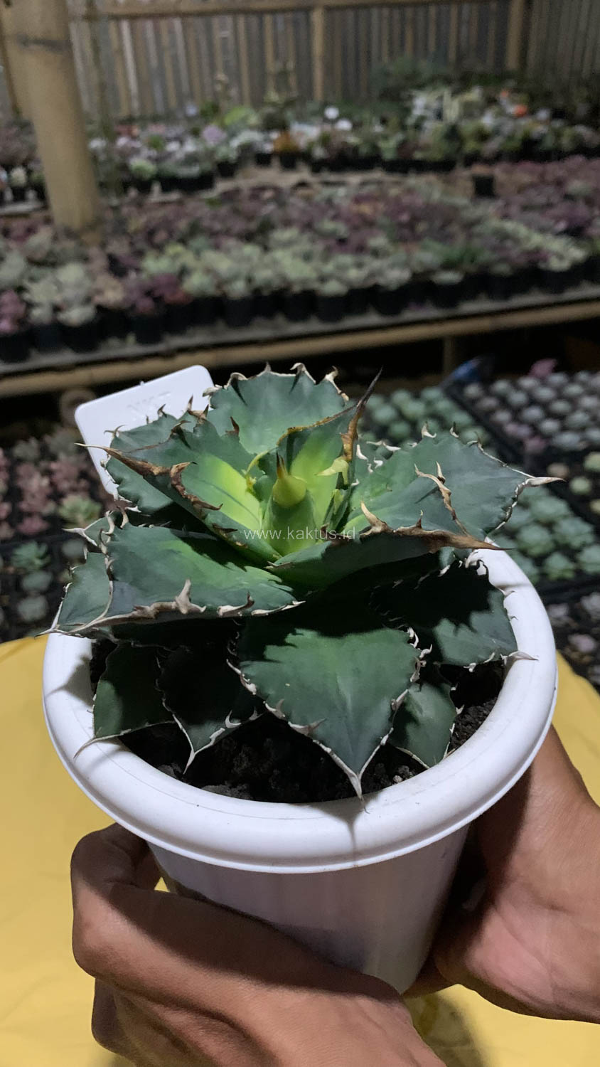 796. Agave Solar Eclipse Size 12 Cm - Image 5