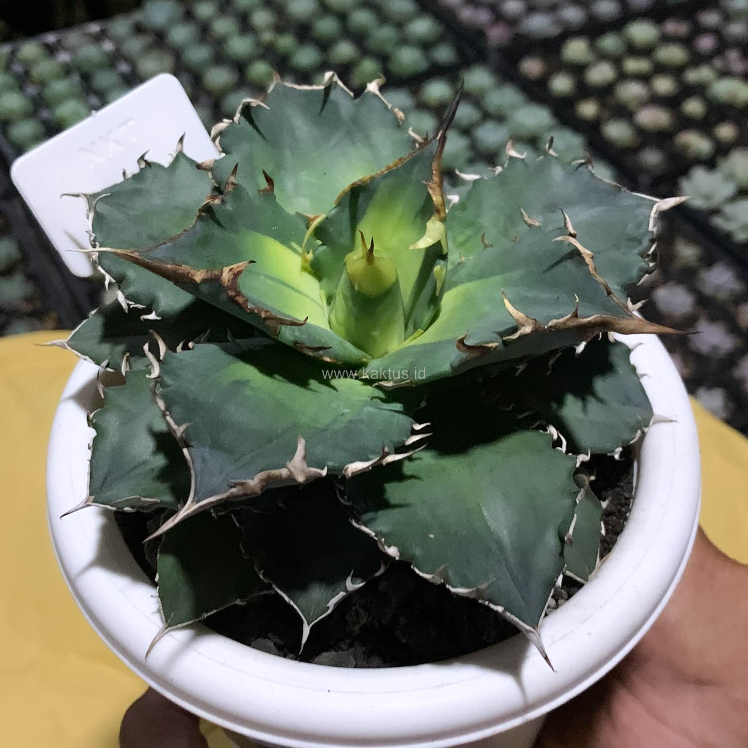 796. Agave Solar Eclipse Size 12 Cm - Image 4