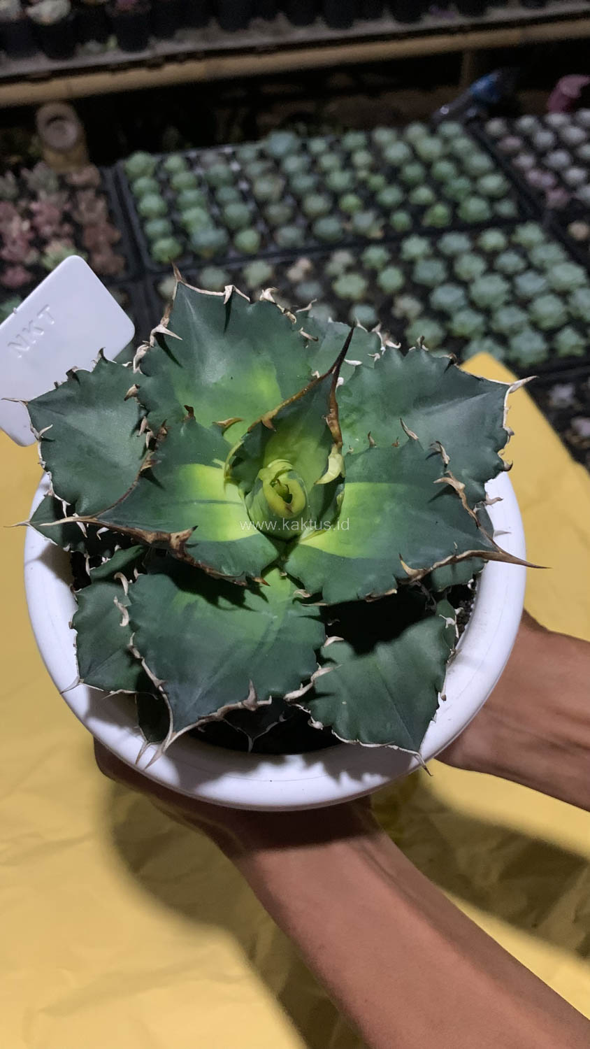 796. Agave Solar Eclipse Size 12 Cm - Image 2