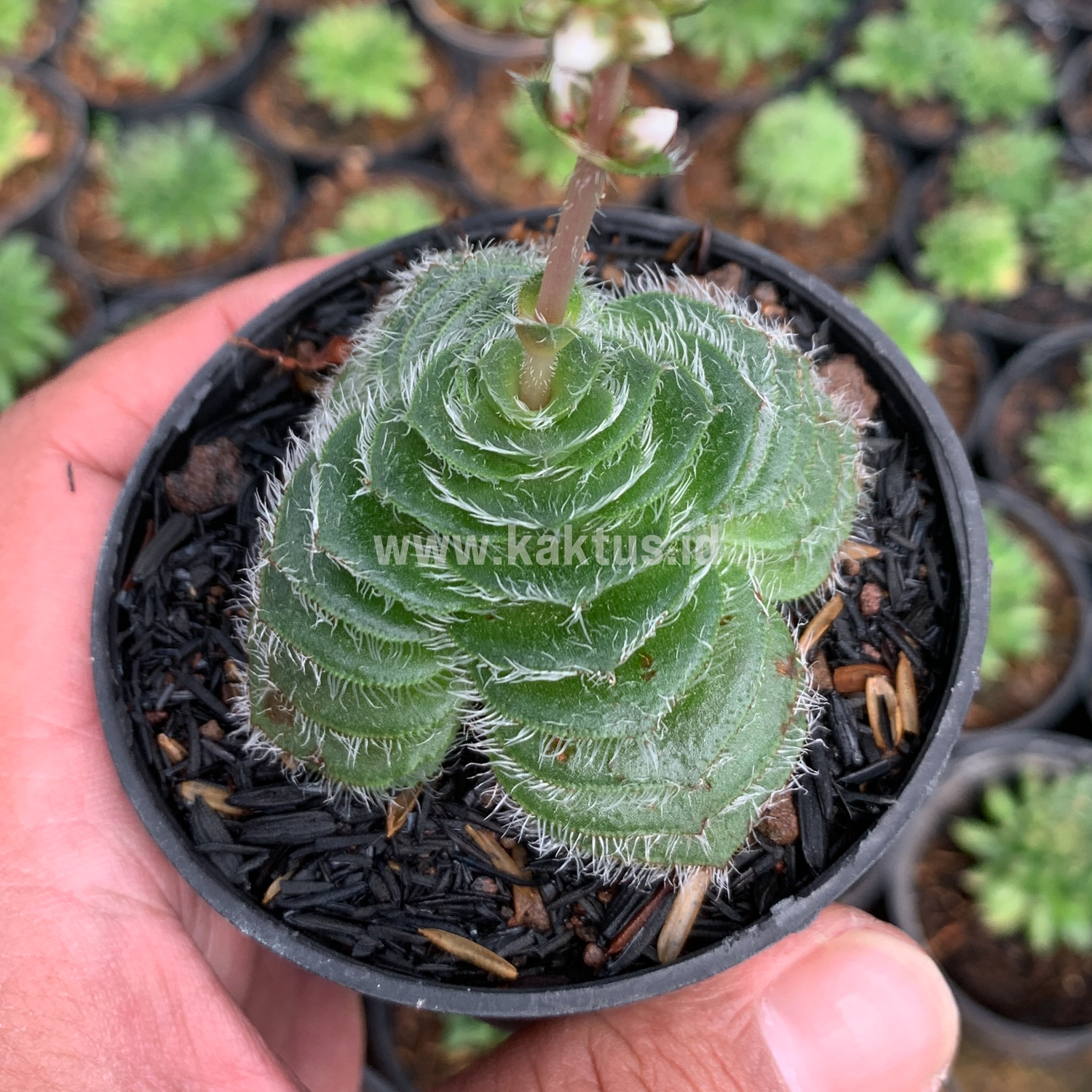 797. Crassula Barbata - Image 8