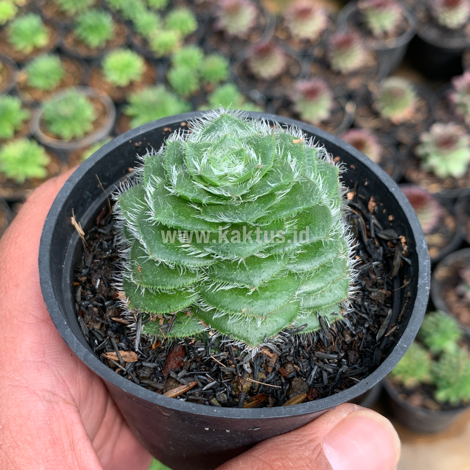 797. Crassula Barbata - Image 5