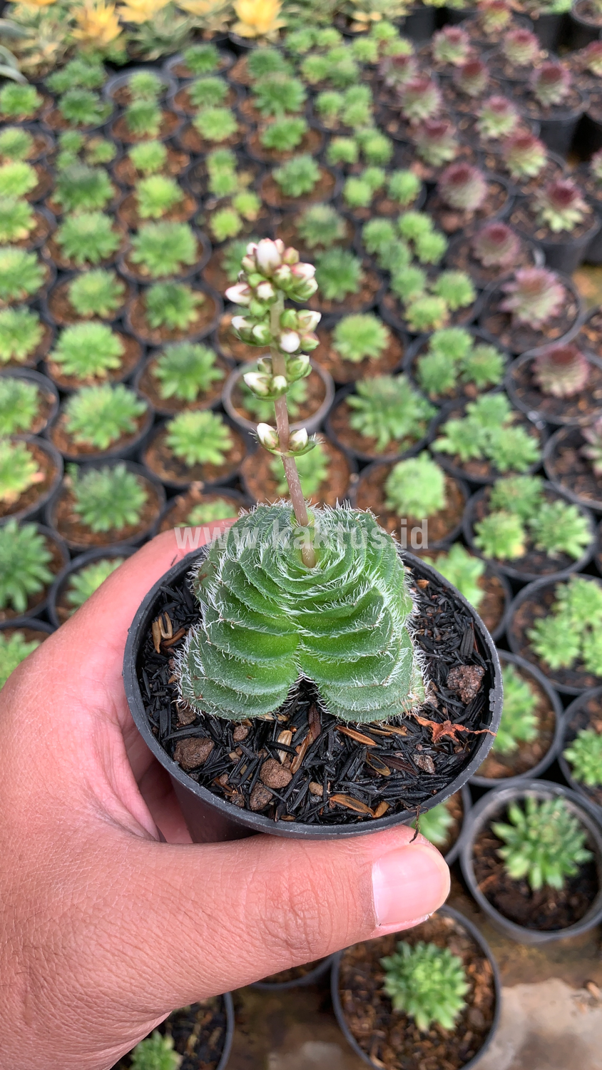 797. Crassula Barbata - Image 11
