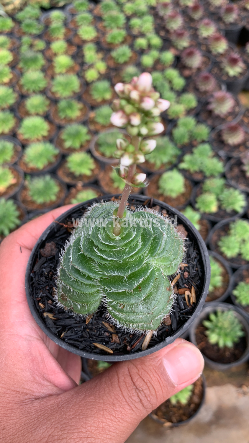 797. Crassula Barbata - Image 9