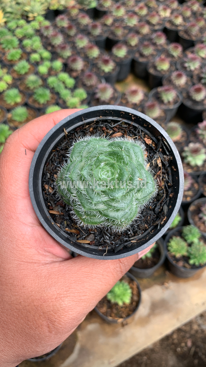 797. Crassula Barbata - Image 7